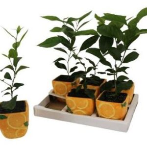 Цитрус Каламондин Фруит Керамик