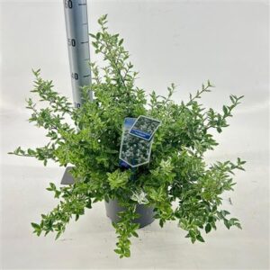 Бересклет Форт Харлекуин