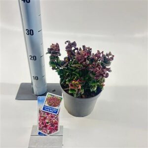 Леукотоë Курли ред