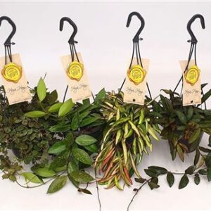 Хойя микс ампельная