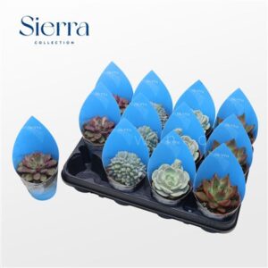 Эхеверия микс (сиерра) Сиерра Коллектион