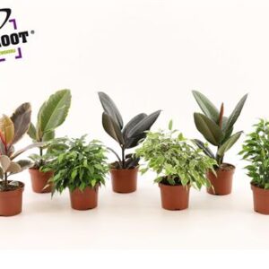 Фикус микс — D12-H25