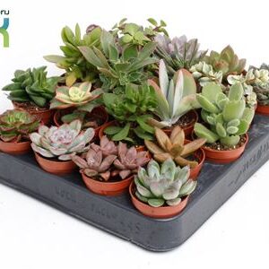 Суккулент микс