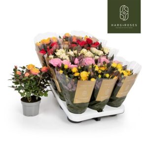 Роза Кордана Гранде микс