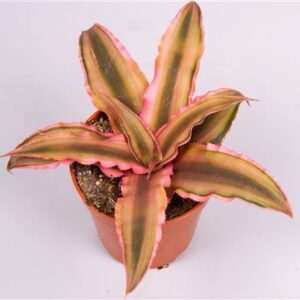 Криптантус розовая Старлигхт — D6-H10