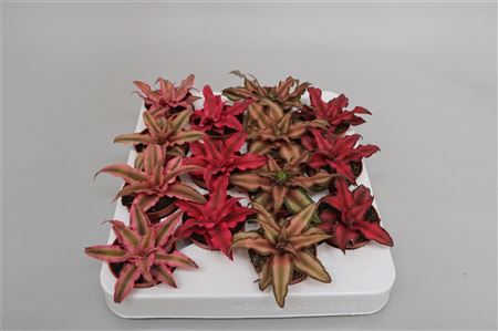 Криптантус микс — D6-H10