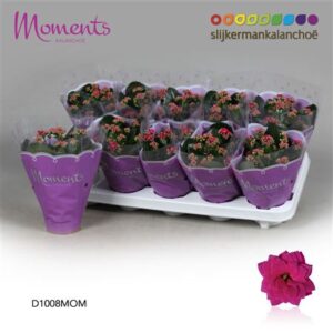 Кал Кал Моментс Шадов пурпурная — D11-H23