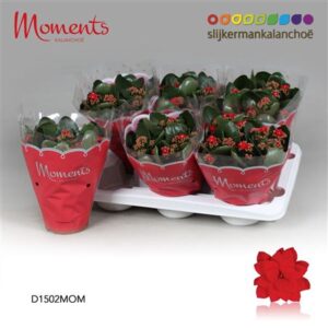 Кал Кал Моментс ред