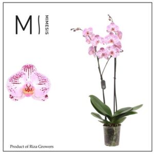Фал Кассие Мимесис (орчид Гроверс)