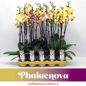 Фал желтая микс (фалаенова)