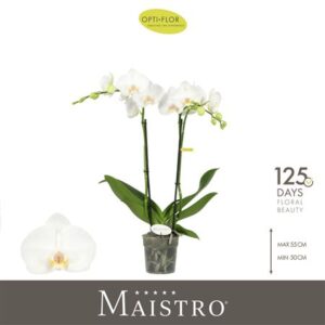 Фал Маистро Мозарт (опти)