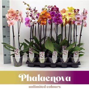Фал Басик микс (фалаенова)