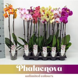 Фал Басик микс (фалаенова)