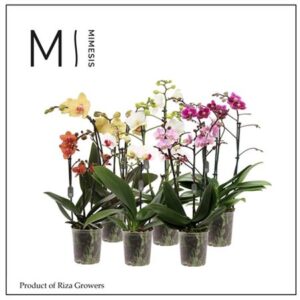 Фал Мулти микс — D12-H50