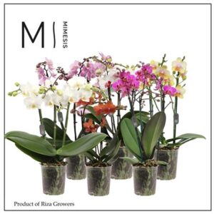 Фал Мулти микс (мимесис) — D12-H40