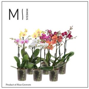 Фал Мулти микс (мимесис) — D12-H40