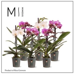 Фал мини микс (мимесис)