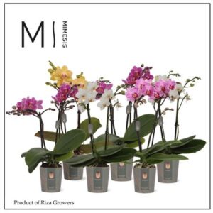 Фал мини микс (мимесис)