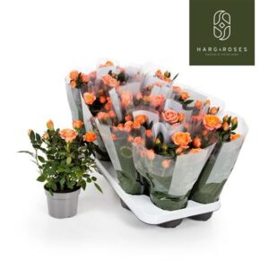 Роза Кордана Алоха салмон