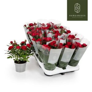 Роза Кордана Апаче ред