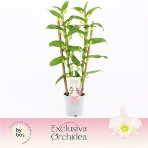 Дендр Ноб Аполлон Рек