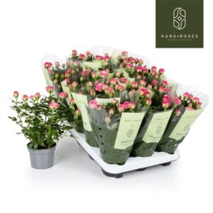 Роза Кордана Кароусел