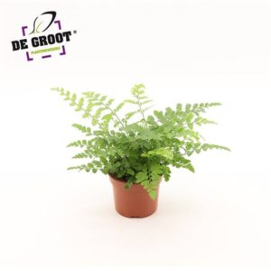 Асплениум Парвати — D12-H25