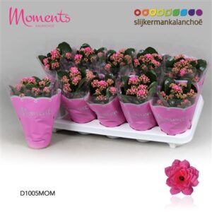 Кал Кал Моментс розовая