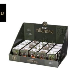 Тилландсия микс Терракотта Пот