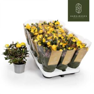 Роза Кордана Гранде Сунстар