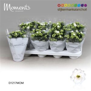Кал Кал Моментс белая — D12-H24