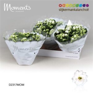 Кал Моментс белая