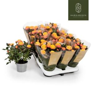 Роза Кордана Гранде Фиребирд