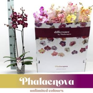 Фал микс микс (фалаенова)