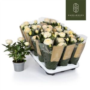 Роза Кордана Гранде Белами