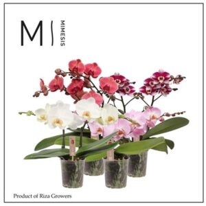 Фал Спирит микс (мимесис)