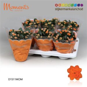 Кал Кал Моментс оранж