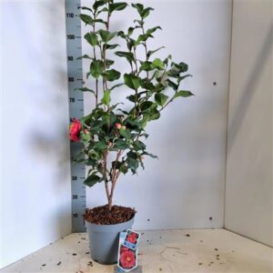 Камеллиа Джап Кинг