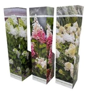Гортензия Паникулата микс